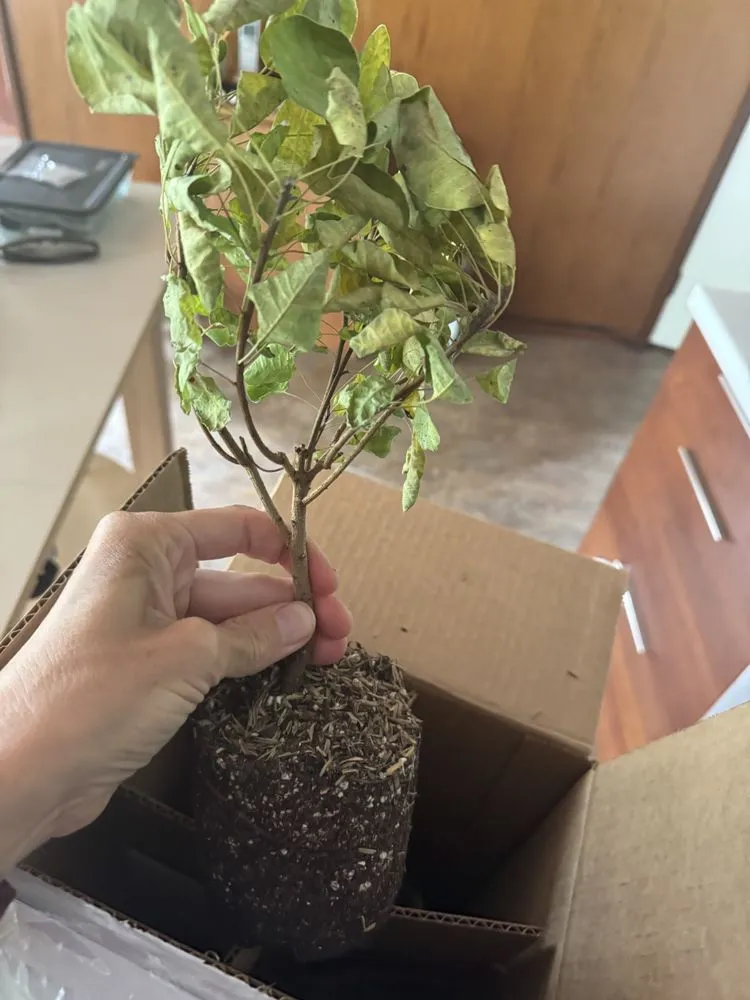 Professional lawn mowing service for beautiful yards across Dallas, NC - Creekside Nursery