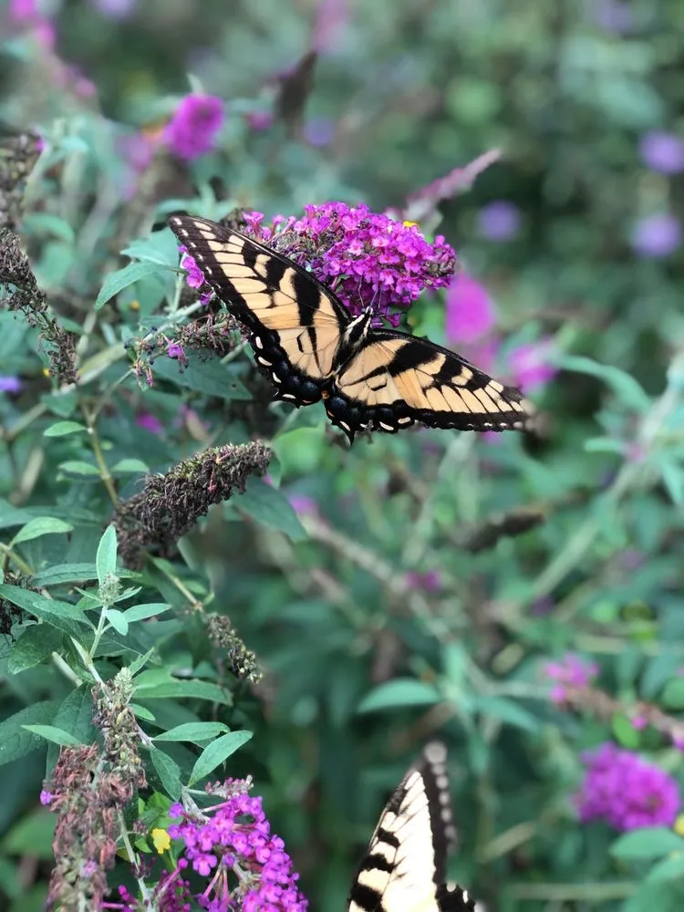 Expert residential landscaping for homes in Dallas, NC by Creekside Nursery