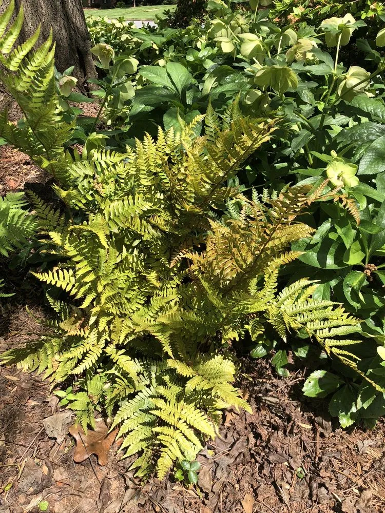 Reliable landscaping services in Dallas, NC by Creekside Nursery