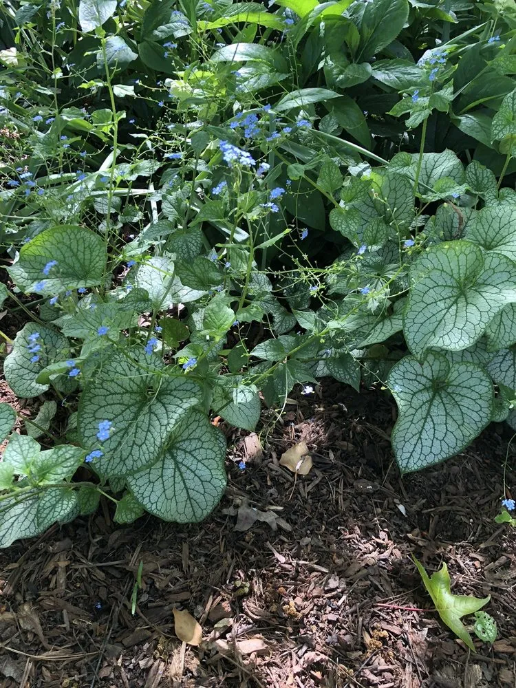 Local outdoor landscaping in Dallas, NC by Creekside Nursery