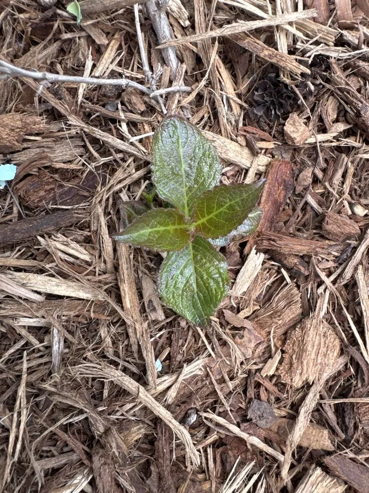 Local landscaping services experts serving Dallas, NC - Creekside Nursery