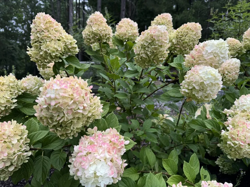 Custom lawn mowing service in Dallas, NC - Creekside Nursery