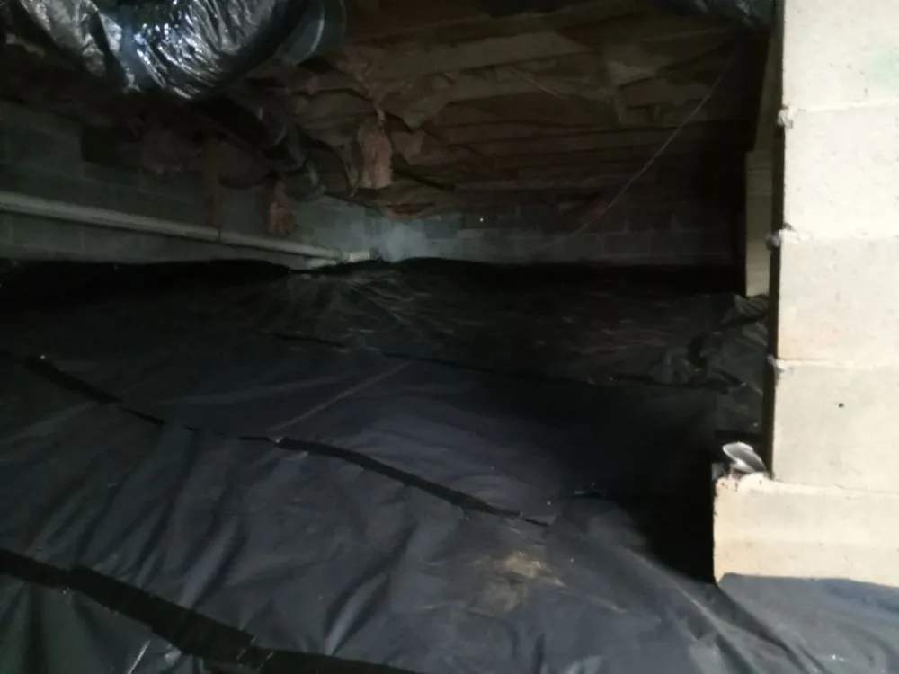 Professional yard cleanup service in Woodstock, GA - Creepy Crawling Remediation