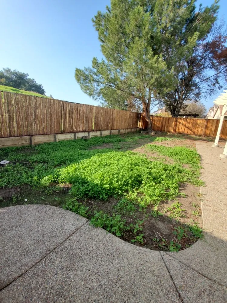 Expert yard maintenance in Walnut Creek, CA - Crescencio's Gardening And Landscaping