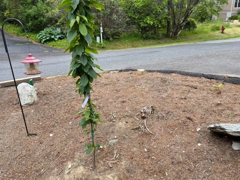 Reliable landscape installation in Elk Park, NC - Crescent Ridge Landscaping