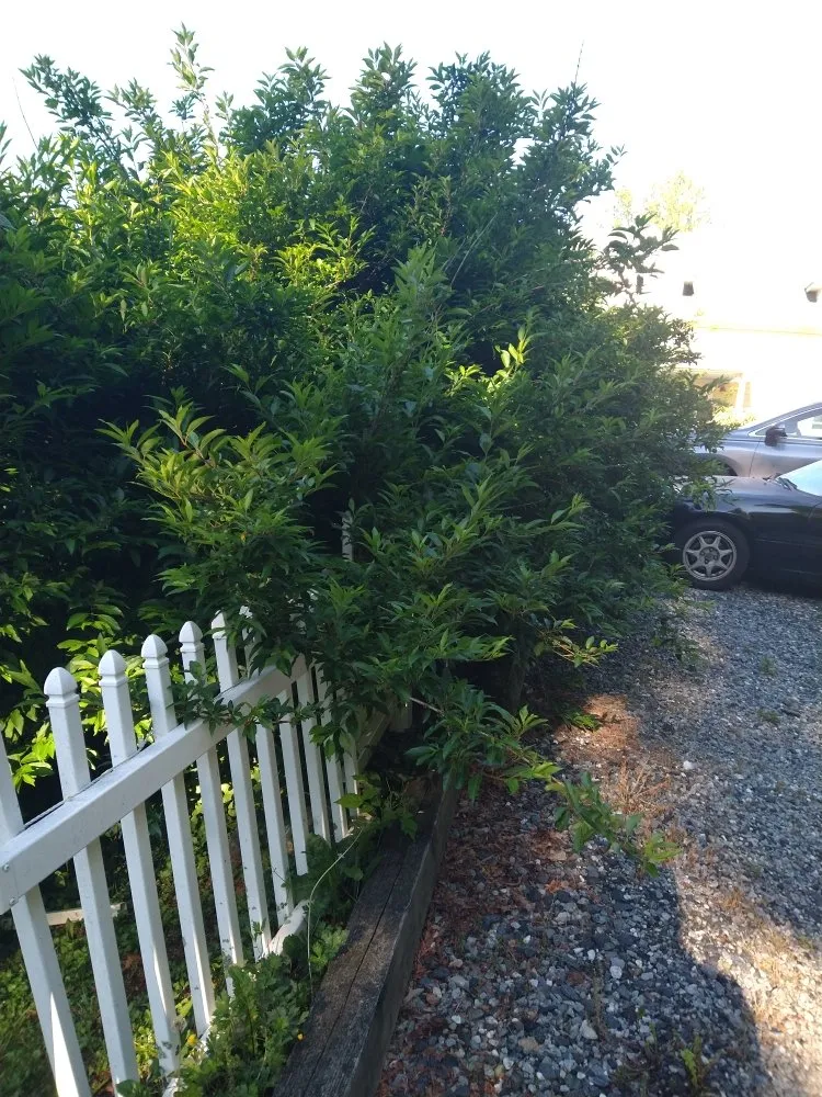 Professional landscape design in Elk Park, NC - Crescent Ridge Landscaping
