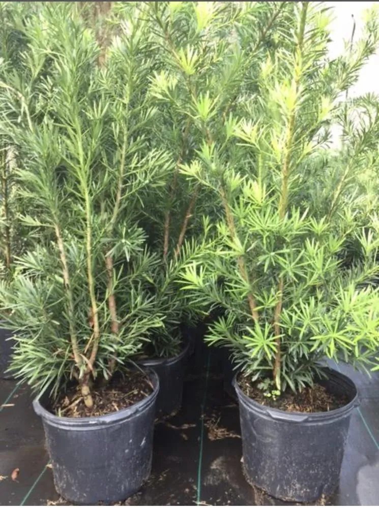 Local yard maintenance in Miami, FL by Crespo Landscaping