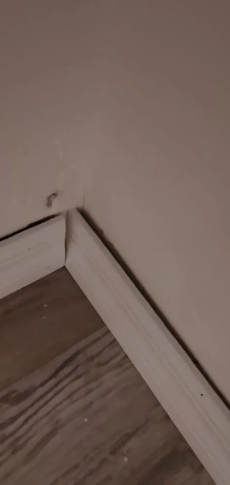 Professional lawn care service for year-round maintenance in Inverness, FL by Crespo Repairs