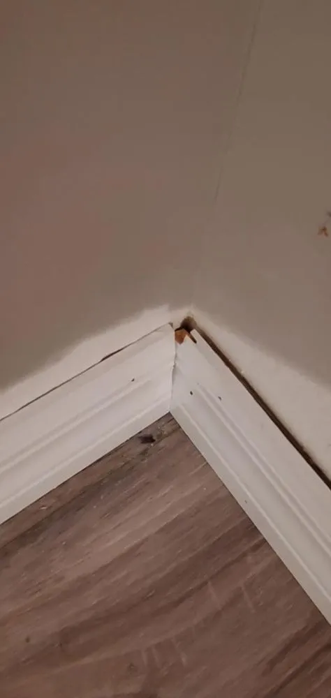 Expert lawn mowing service in Inverness, FL by Crespo Repairs