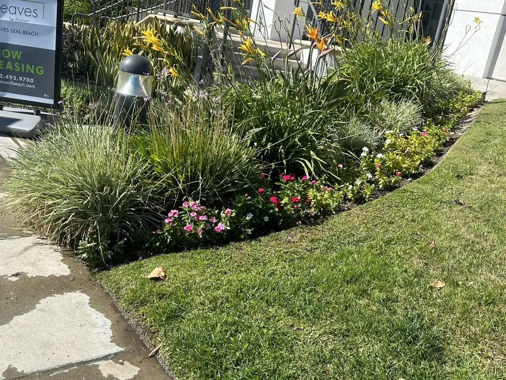 Affordable lawn mowing service in Santa Ana, CA by Crespolanscape
