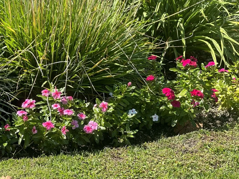 Local residential landscaping for residential properties in Santa Ana, CA by Crespolanscape