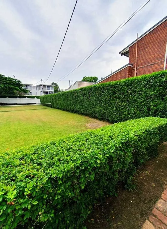 Trusted lawn care service in Denver, CO by Crestmoor Lawn Care