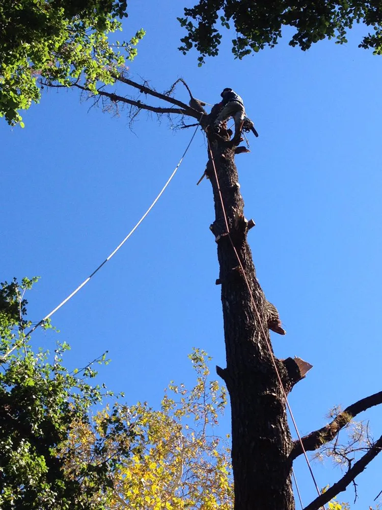 Affordable residential landscaping experts serving Inglewood, CA - Crestwood Tree Care