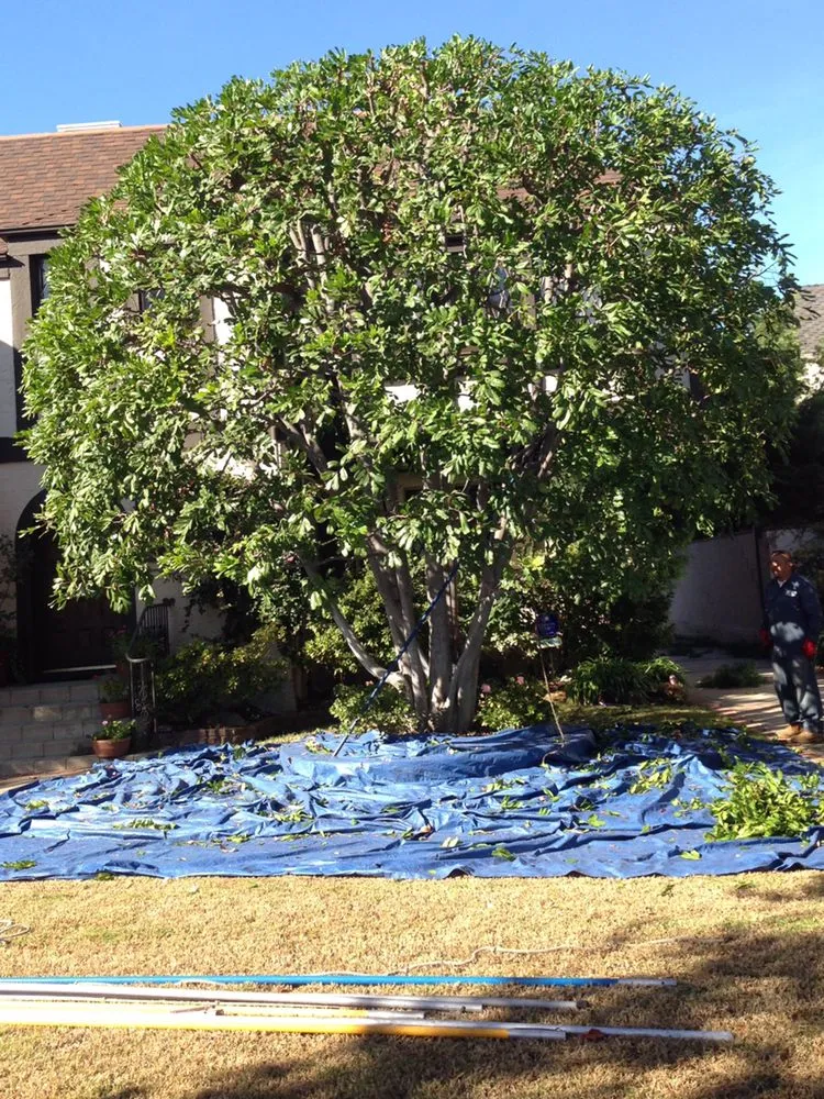 Local landscape installation in Inglewood, CA by Crestwood Tree Care