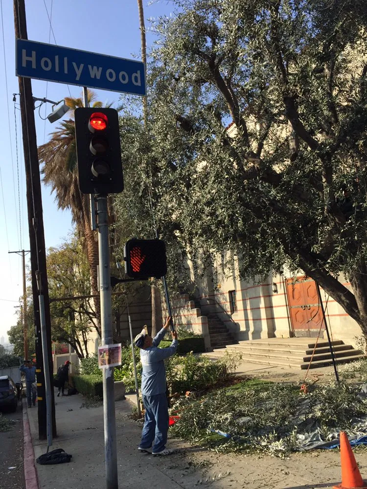 Affordable outdoor landscaping experts serving Inglewood, CA - Crestwood Tree Care