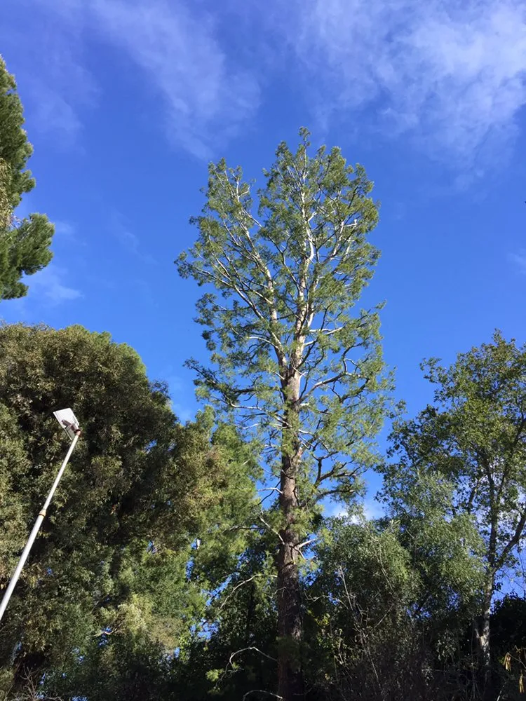 Custom yard cleanup service experts serving Inglewood, CA - Crestwood Tree Care