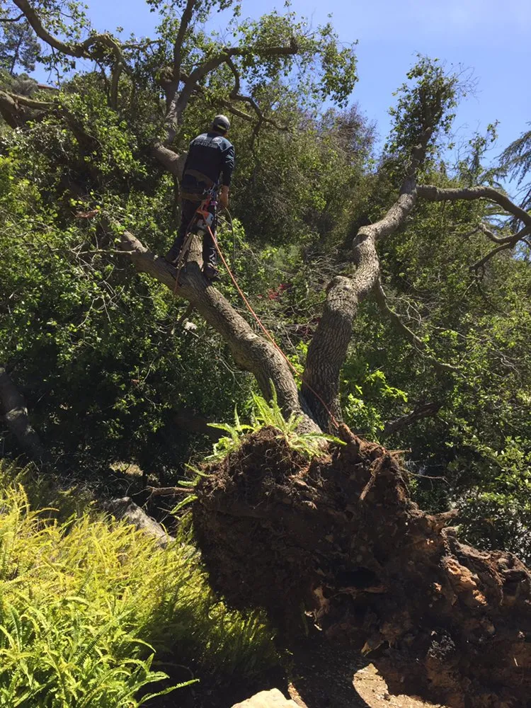 Custom outdoor landscaping in Inglewood, CA - Crestwood Tree Care