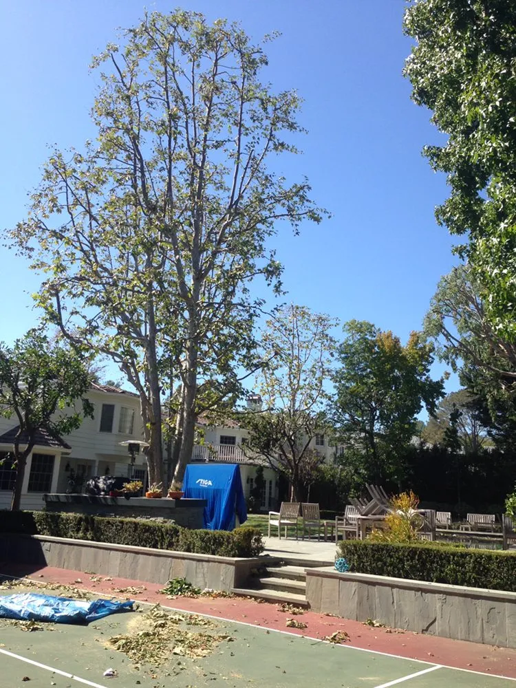 Reliable landscaping services in Inglewood, CA - Crestwood Tree Care