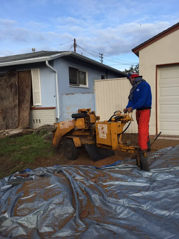 Custom yard cleanup service in Inglewood, CA by Crestwood Tree Care