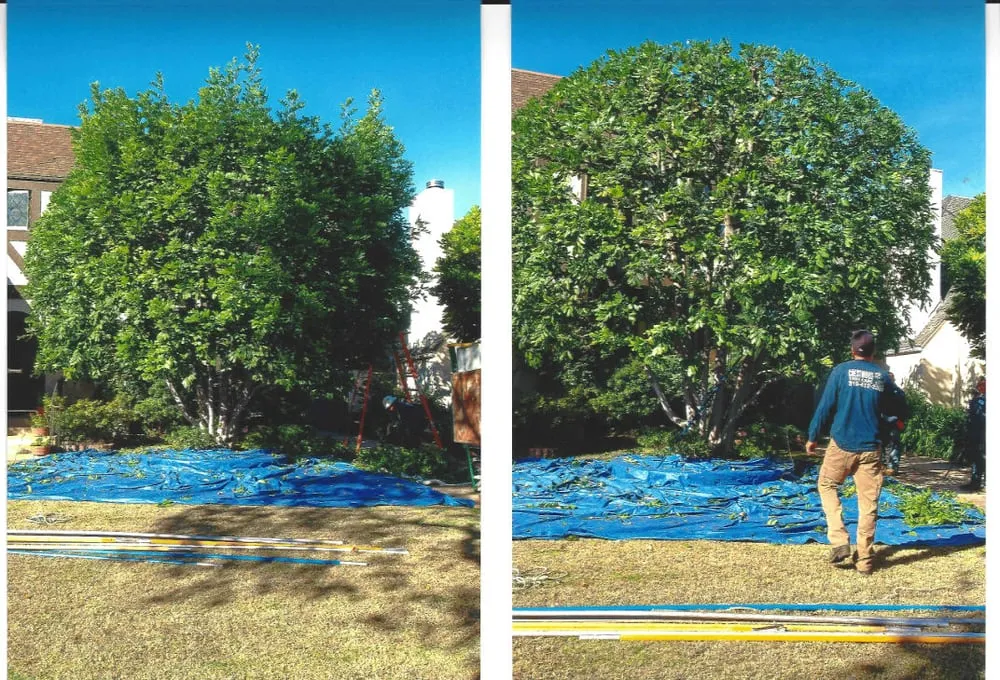 Professional yard cleanup service in Inglewood, CA - Crestwood Tree Care