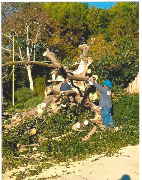 Reliable landscape installation for outdoor upgrades across Inglewood, CA - Crestwood Tree Care