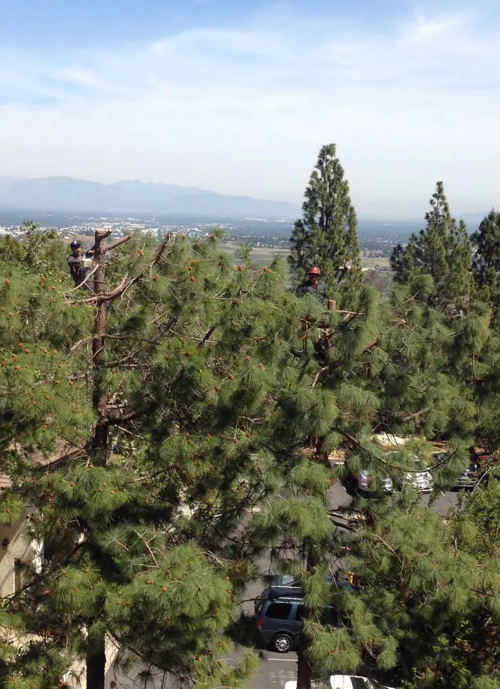 Affordable yard cleanup service for homes in Inglewood, CA by Crestwood Tree Care