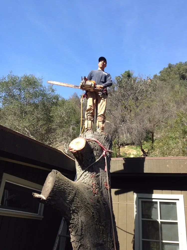 Professional landscaping services near you across Inglewood, CA - Crestwood Tree Care