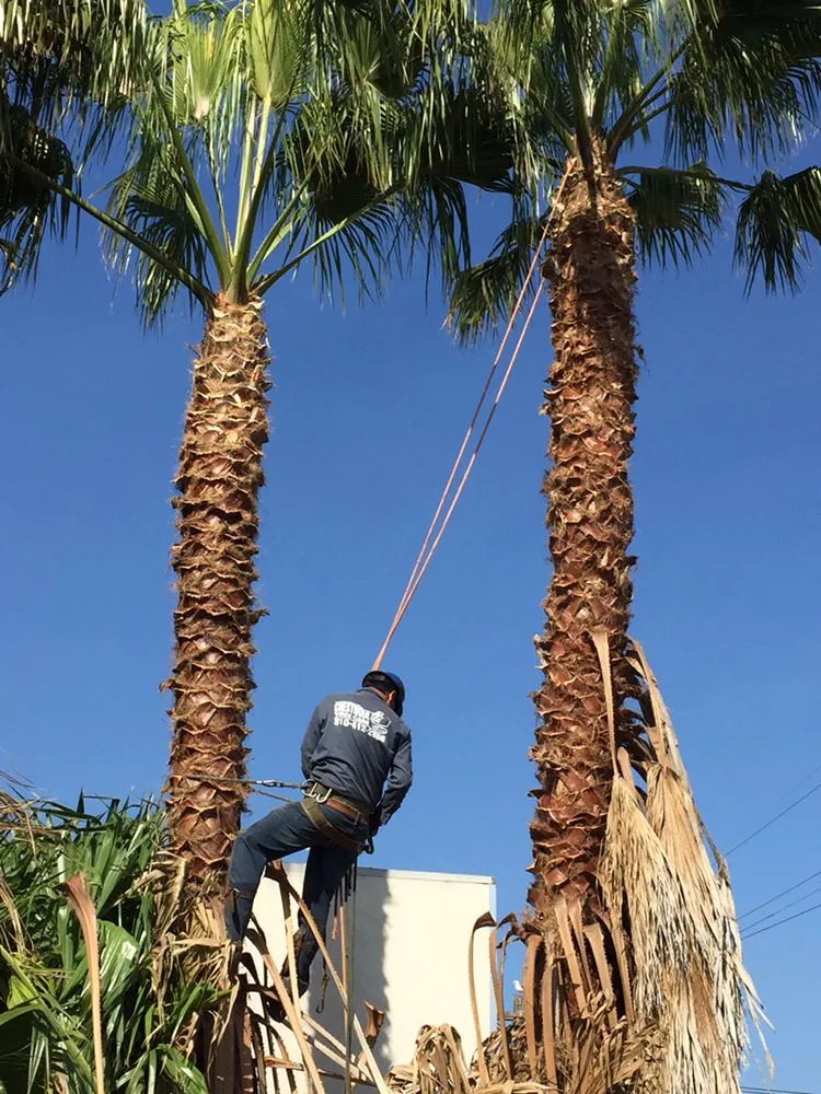 Custom lawn mowing service experts serving Inglewood, CA - Crestwood Tree Care