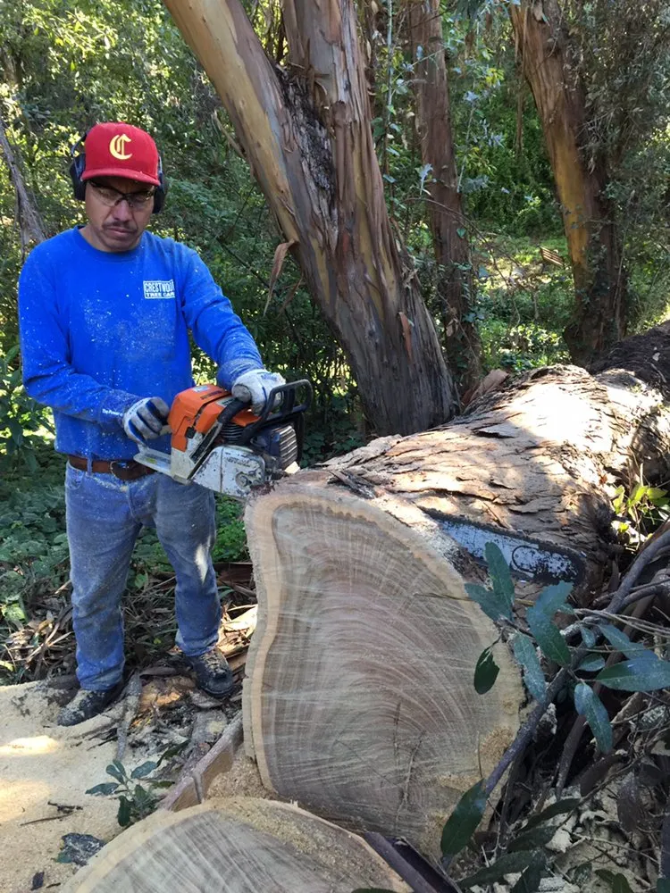 Trusted garden landscaping in Inglewood, CA by Crestwood Tree Care