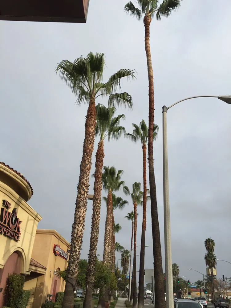 Trusted lawn care service experts serving Inglewood, CA - Crestwood Tree Care