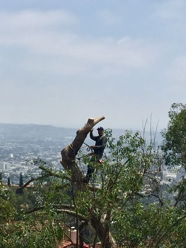 Reliable landscaping services in Inglewood, CA by Crestwood Tree Care