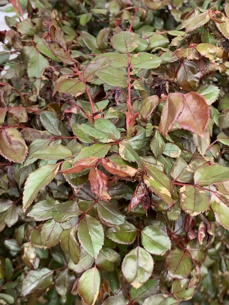 Top-rated yard cleanup service in Edgewater, MD by Crew Cut Enterprises