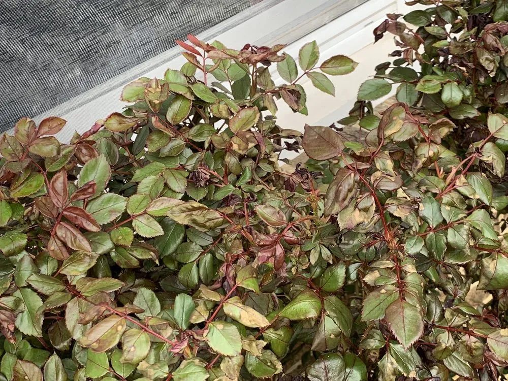 Reliable landscaping services for year-round maintenance in Edgewater, MD by Crew Cut Enterprises