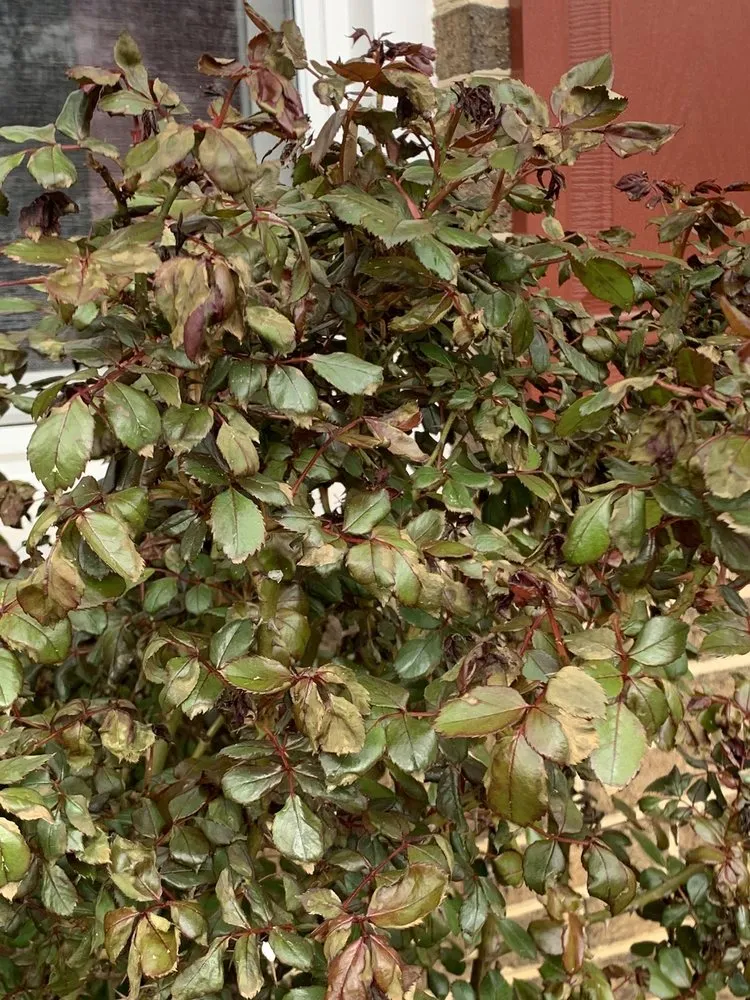 Reliable landscape installation in Edgewater, MD - Crew Cut Enterprises