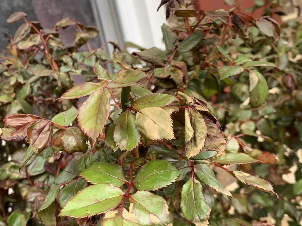 Local residential landscaping in Edgewater, MD by Crew Cut Enterprises