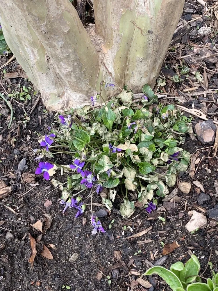 Top-rated residential landscaping with custom design across Edgewater, MD - Crew Cut Enterprises