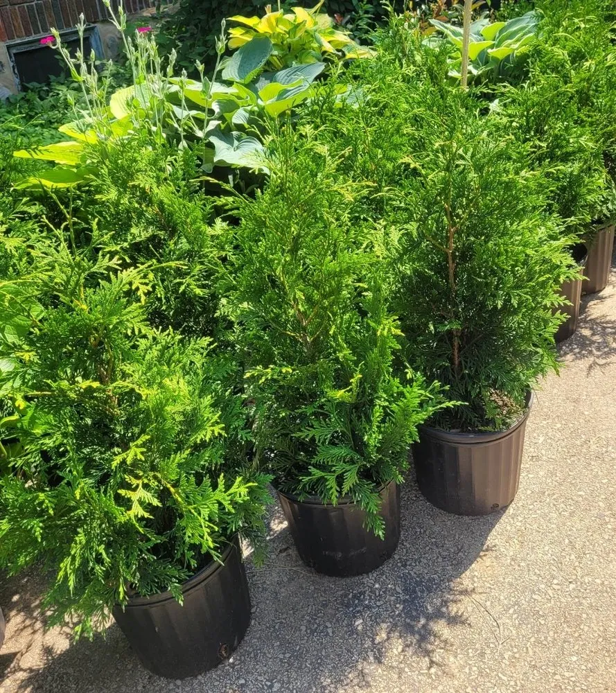 Local landscape design for beautiful yards in Narberth, PA by Crew Lawn Care