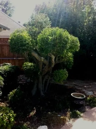 Expert residential landscaping for beautiful yards across Azle, TX - Crimson Lawn Care & Landscaping