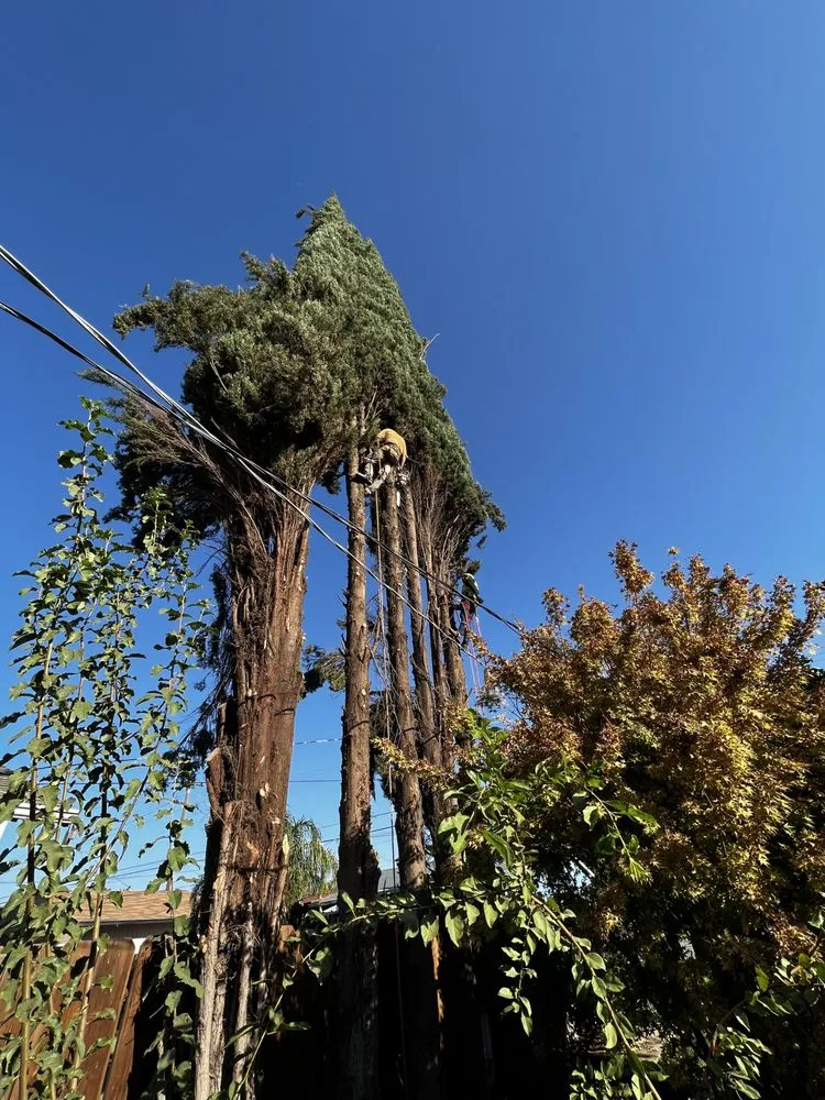 Professional yard cleanup service in Atwater, CA - Cris A Lawn Service