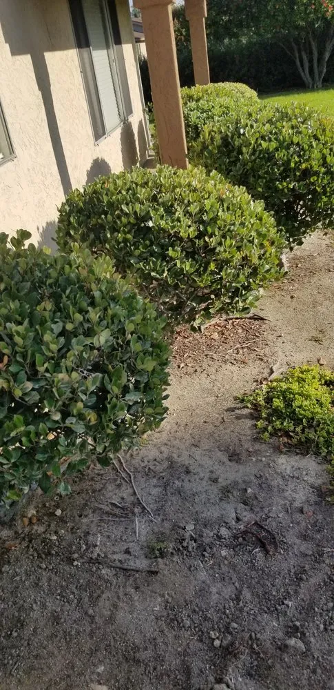 Trusted yard maintenance experts serving Oceanside, CA - Cris Castro Landscape Maintenance