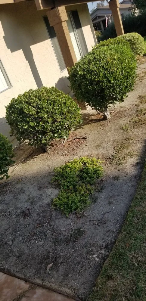 Affordable yard cleanup service in Oceanside, CA - Cris Castro Landscape Maintenance