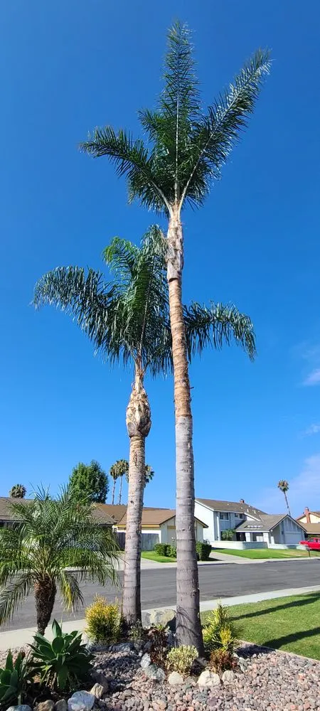 Reliable lawn mowing service in Oceanside, CA by Cris Castro Landscape Maintenance