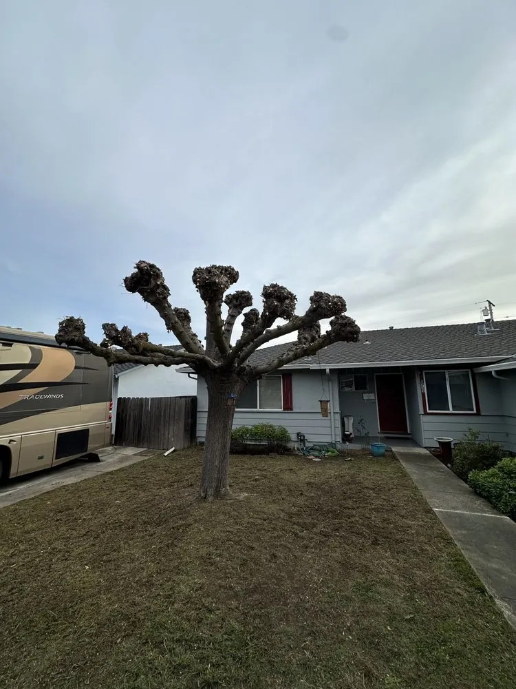 Custom landscaping services experts serving San Jose, CA - Cris Landscaping & Gardening