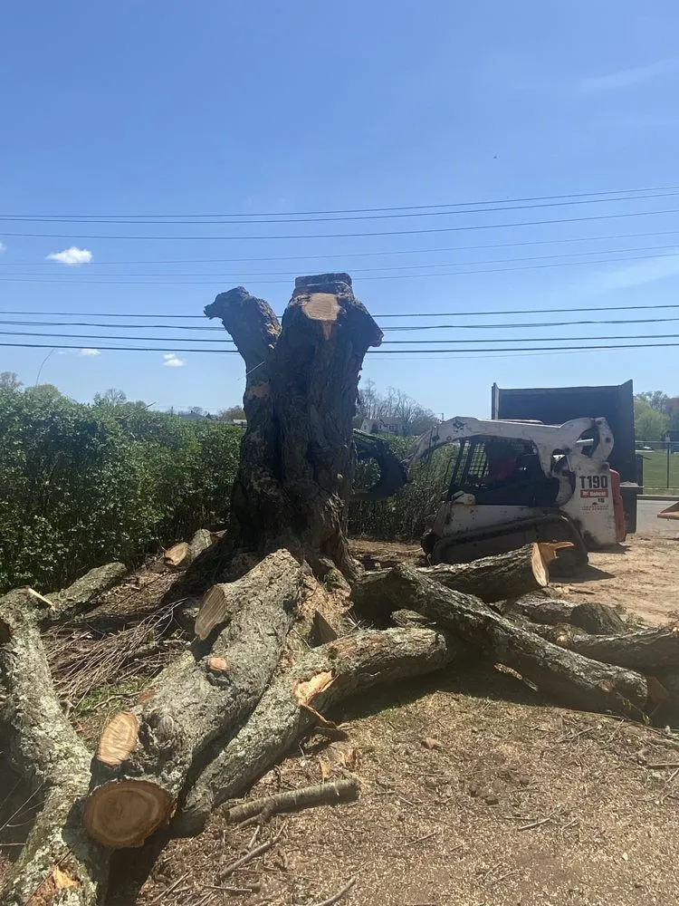 Trusted yard cleanup service in New Haven, CT - Cris Landscaping