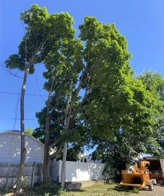 Cris Landscaping Logo