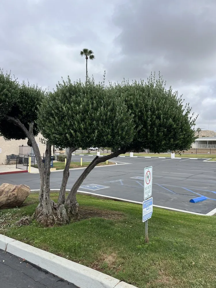 Top-rated landscape installation in Hemet, CA - Cris Lawn Maintenance