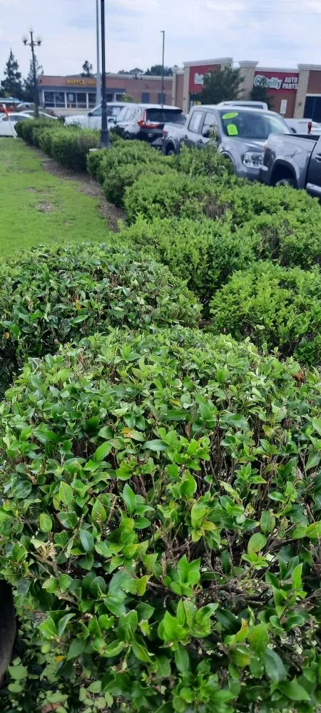 Expert outdoor landscaping experts serving Montgomery, AL - Crisco Does