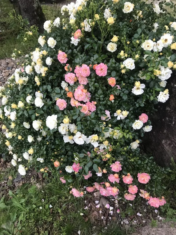 Professional lawn mowing service in Hot Springs, AR - Cristal Jill landscape