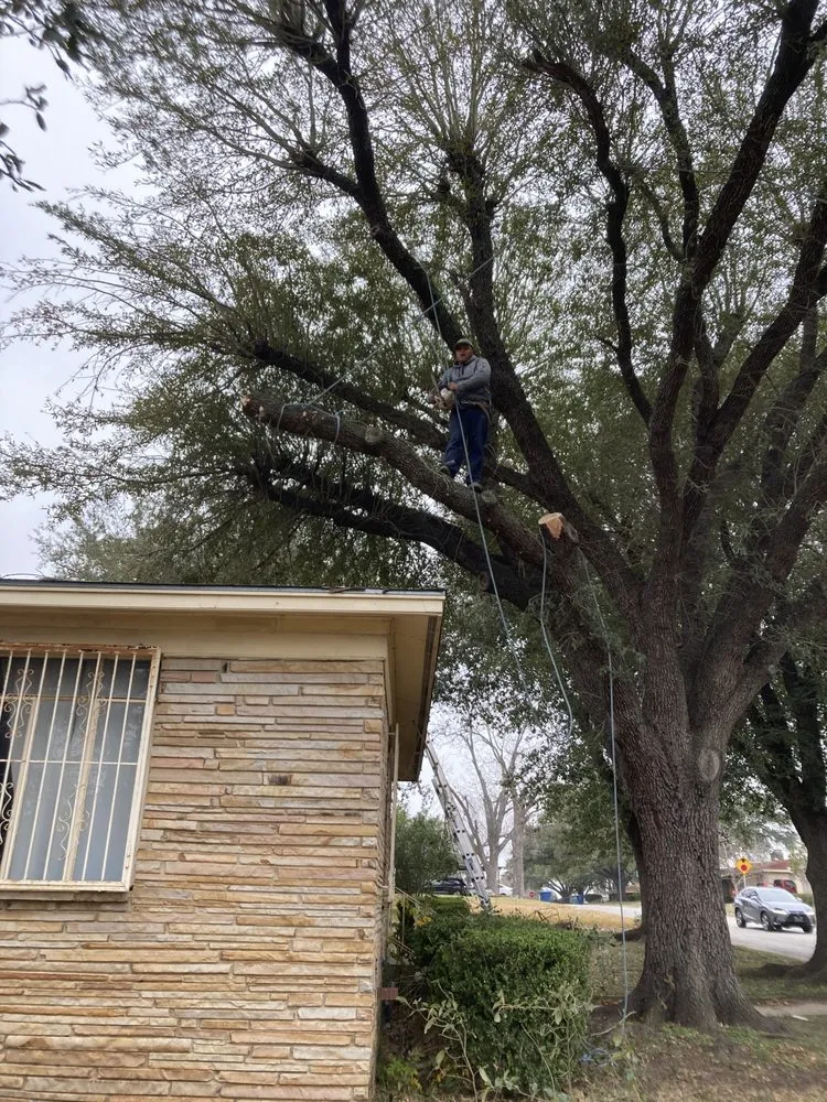 Expert yard maintenance for homes in San Antonio, TX by Cristian Luna Tree Service