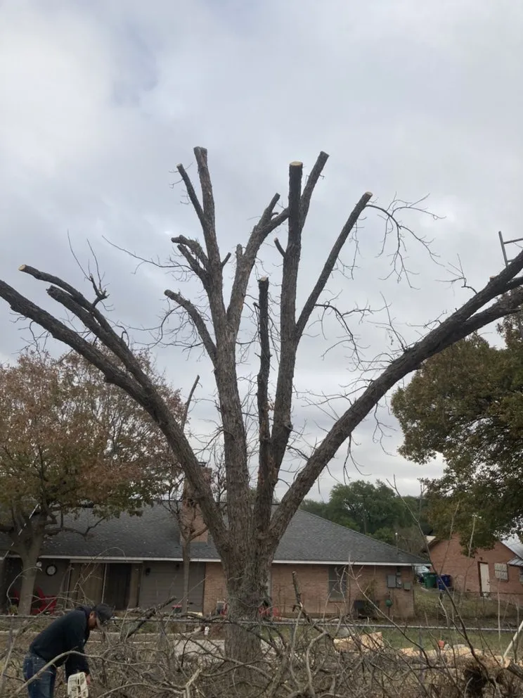 Top-rated lawn mowing service in San Antonio, TX by Cristian Luna Tree Service